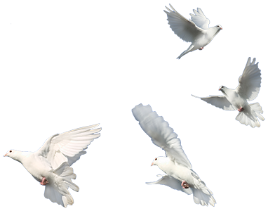 White Dove in Flight graphic